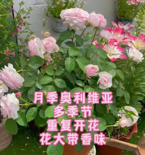 怎么剪月季花？月季花的修剪方法和注意事项是什么？