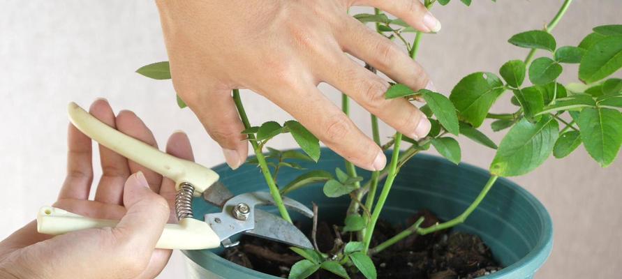 怎么剪月季花？月季花的修剪方法和注意事项是什么？