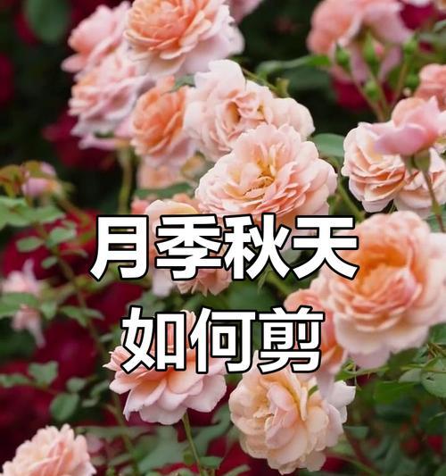怎么剪月季花？月季花的修剪方法和注意事项是什么？