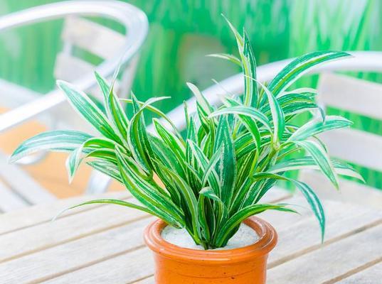 室内的绿色植物有哪些？哪些绿色植物适合室内环境？