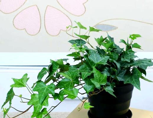 室内的绿色植物有哪些？哪些绿色植物适合室内环境？