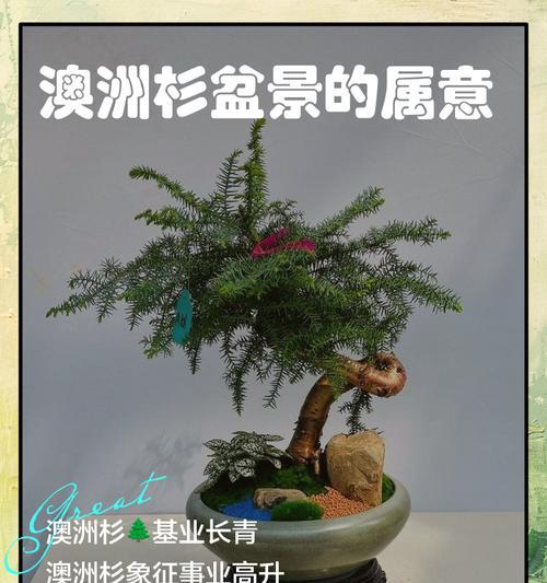 澳洲杉盆景的日常护理要点是什么？