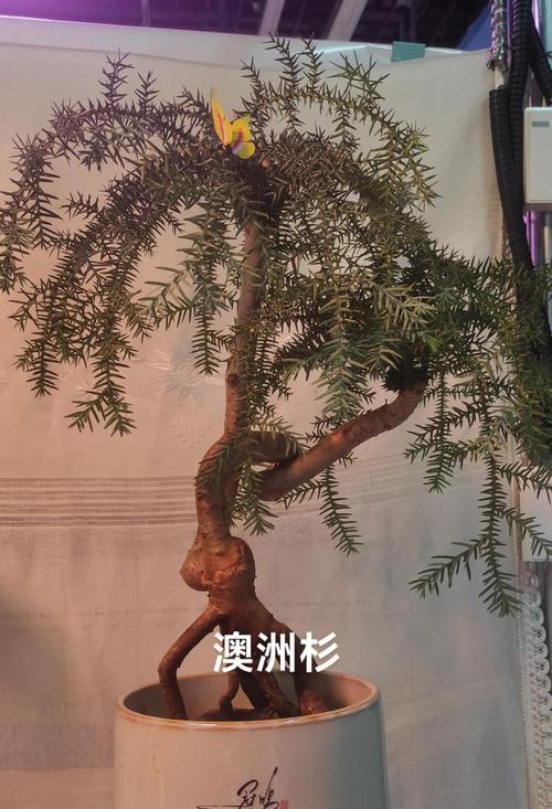 澳洲杉盆景的日常护理要点是什么？