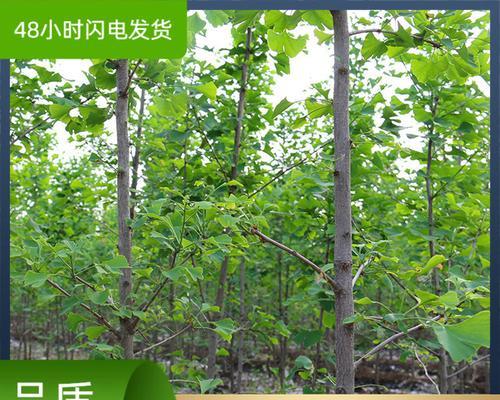 银杏果怎么育苗？银杏果的育苗方法有哪些？