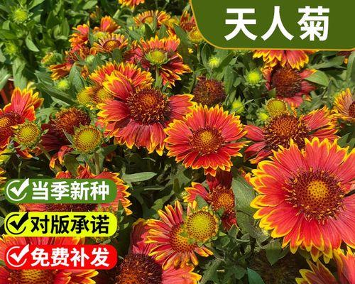 天人菊种子的采集方法是什么？
