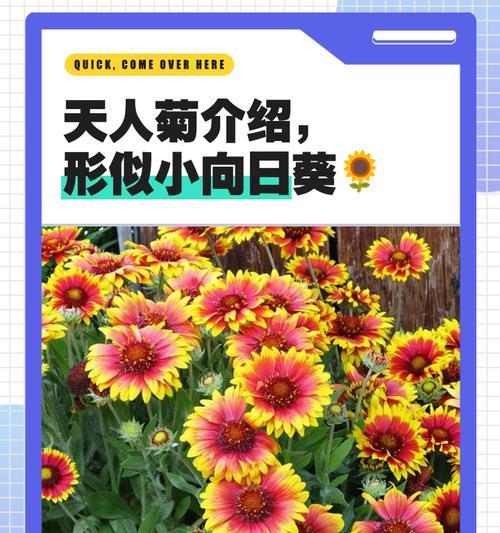 天人菊种子的采集方法是什么？