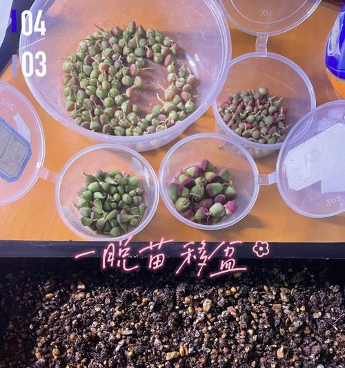 生石花苗浇水技巧是什么？