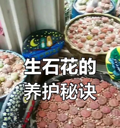生石花苗浇水技巧是什么？