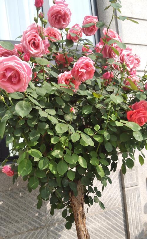 植物的花有哪些种类？它们各自有什么特点？