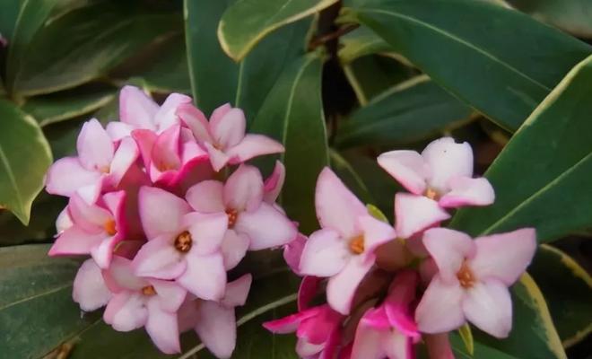 植物的花有哪些种类？它们各自有什么特点？