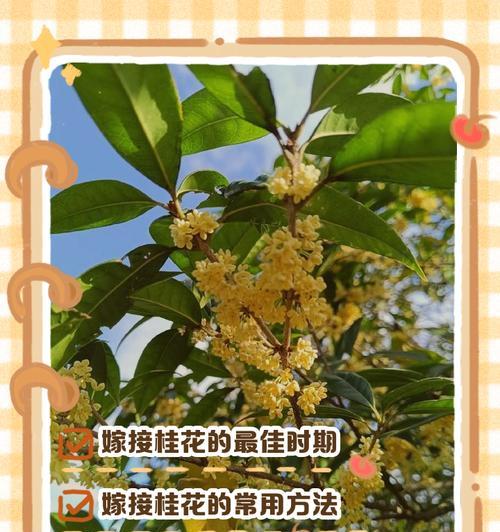 桂花嫁接的最佳树种是什么？桂花嫁接的步骤与技巧是什么？