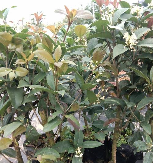 桂花嫁接的最佳树种是什么？桂花嫁接的步骤与技巧是什么？