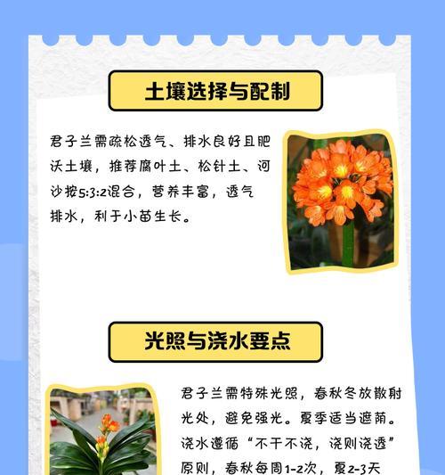 君子兰怎么养才能开出美丽的花朵？