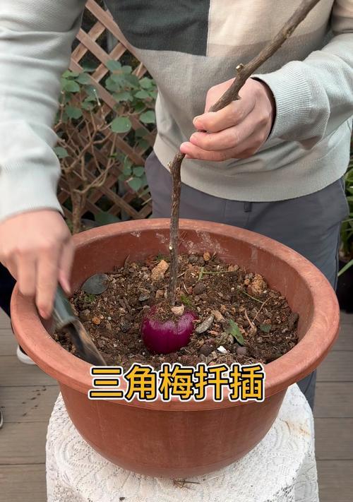 扦插植物成活率低怎么办？如何提高扦插植物的成活率？