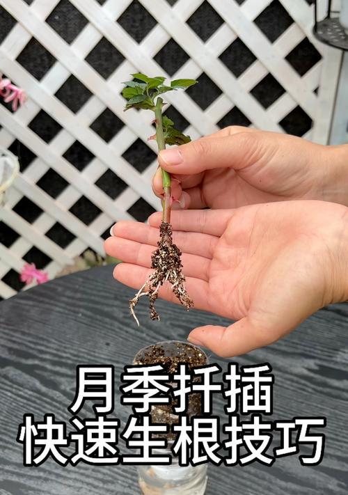 扦插植物成活率低怎么办？如何提高扦插植物的成活率？