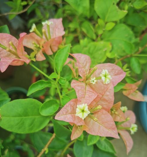 秋季开花的植物有哪些？如何进行秋季植物的养护？