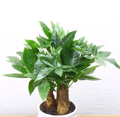 羽叶植物有哪些？它们的装饰效果和养护方法是什么？