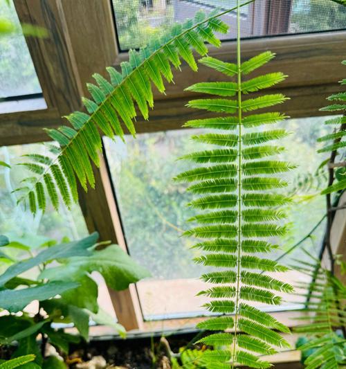羽叶植物有哪些？它们的装饰效果和养护方法是什么？