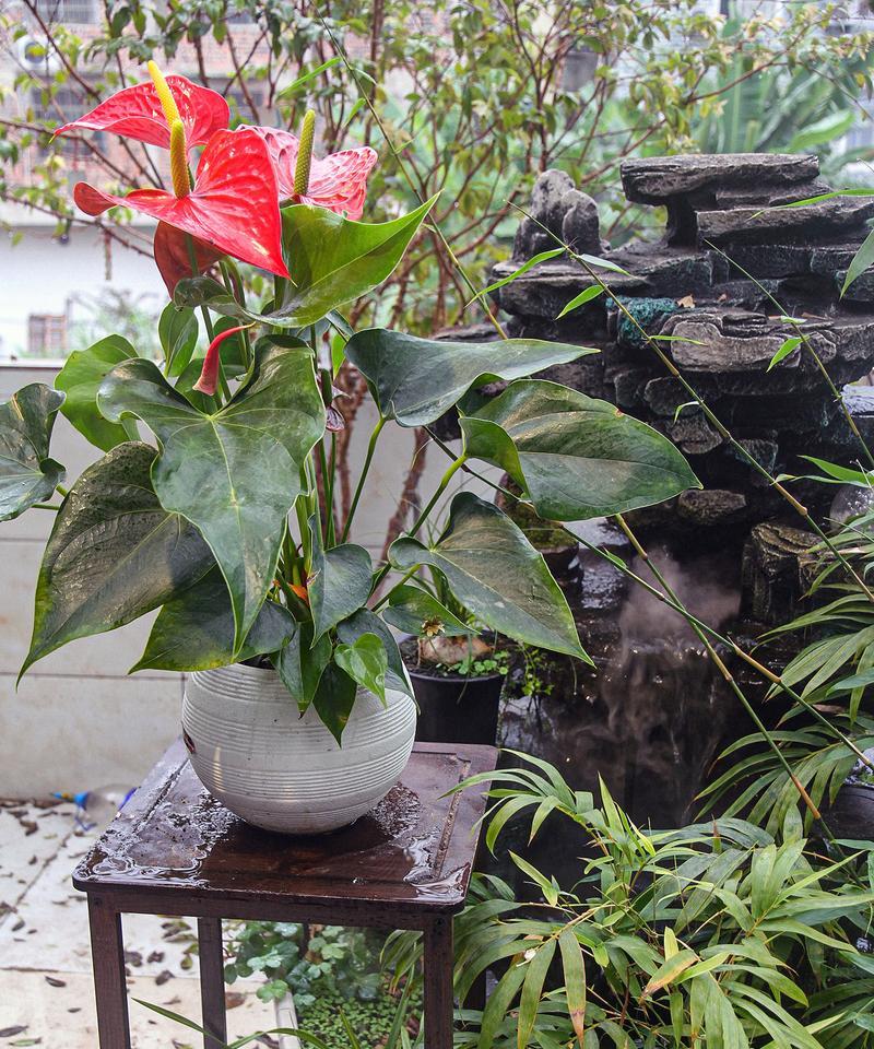 红掌花的养殖技巧是什么？如何解决红掌花的常见问题？