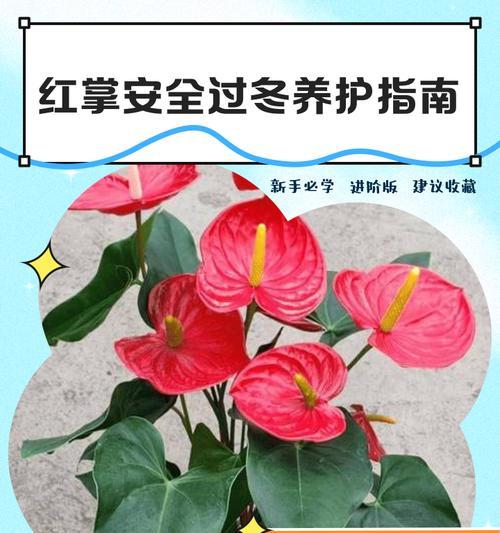 红掌花的养殖技巧是什么？如何解决红掌花的常见问题？