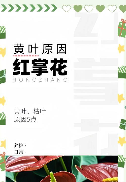 红掌花的养殖技巧是什么？如何解决红掌花的常见问题？