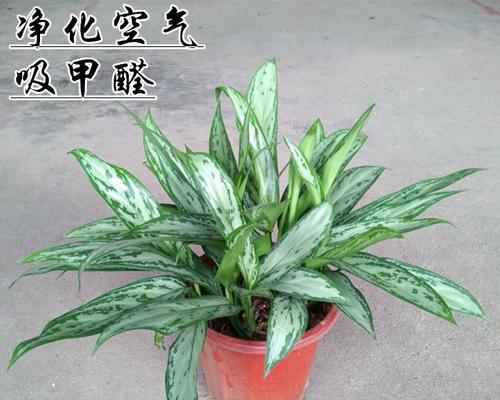 银皇后叶子发黄的解决方法是什么？