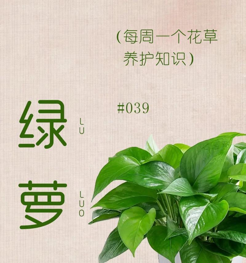 绿萝有多少个品种？绿萝品种间的区别是什么？