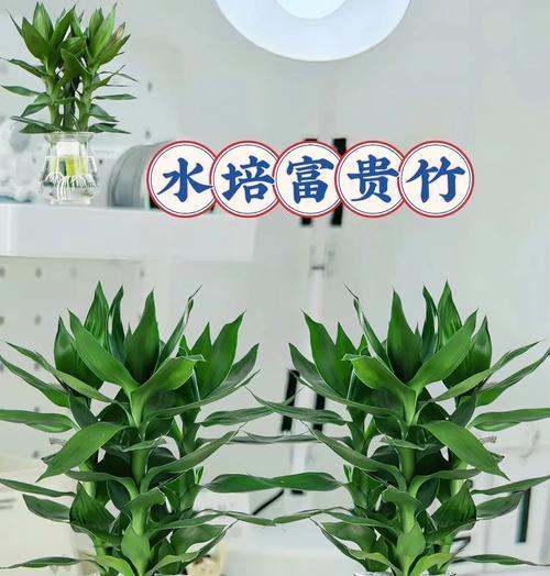观音竹繁殖方法及常见问题？