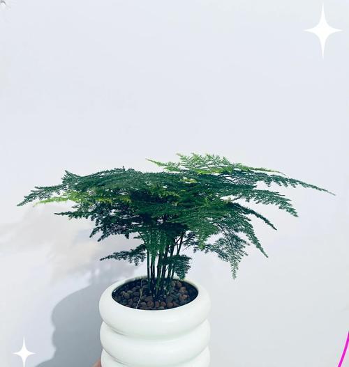 文竹的作用是什么？适合放在哪里养？