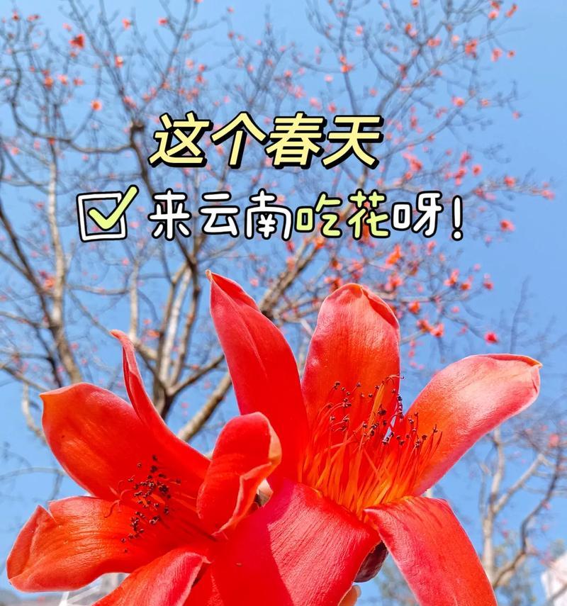 云南的花有哪些？云南特色花卉的种类和特点是什么？