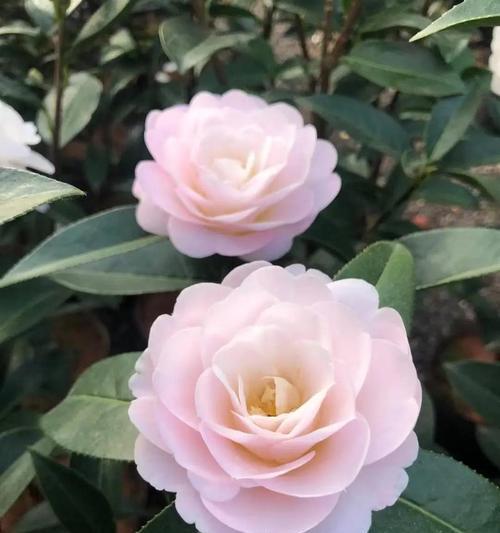 云南的花有哪些？云南特色花卉的种类和特点是什么？