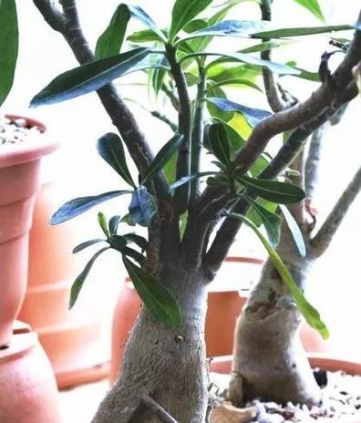 沙漠玫瑰的种植技巧和注意事项是什么？