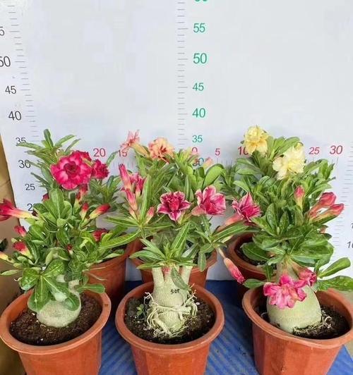 沙漠玫瑰的种植技巧和注意事项是什么？