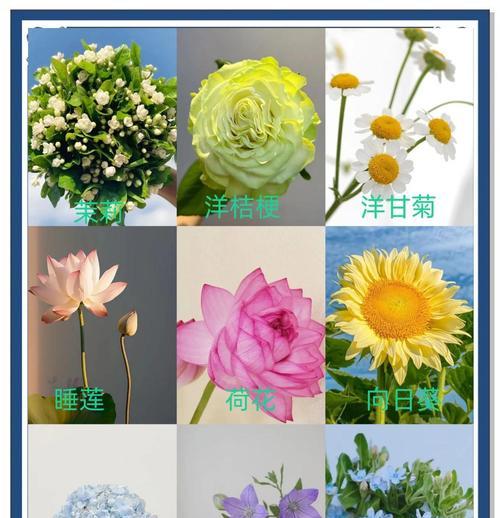 花卉品种繁多如何选择？花卉品种选择与养护指南？
