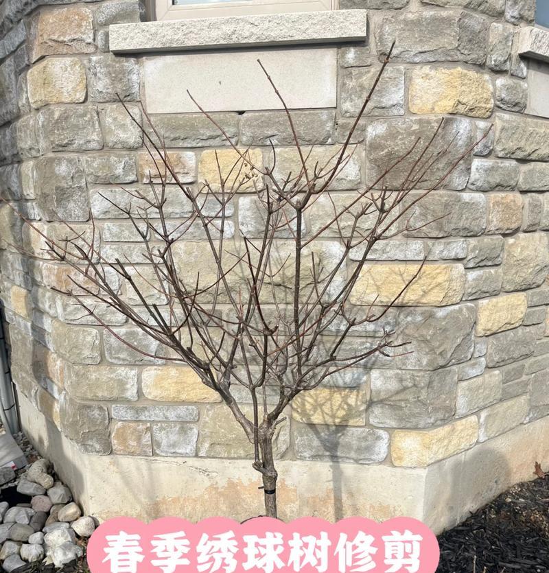绣球修剪方法是什么？如何修剪出美观的绣球？