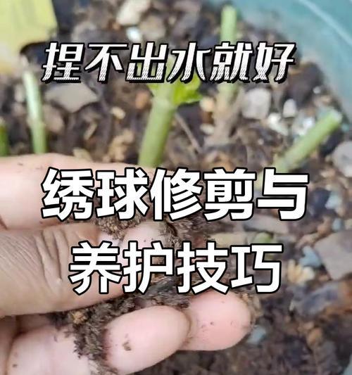 绣球修剪方法是什么？如何修剪出美观的绣球？