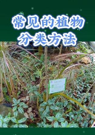 植物分类方法是什么？如何科学地对植物进行分类？