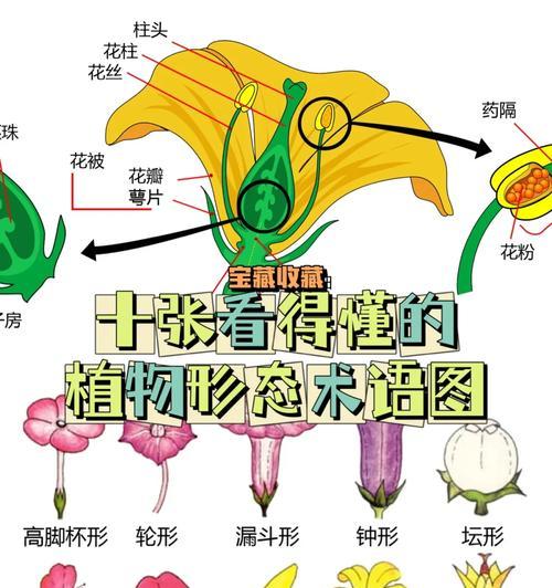 植物分类方法是什么？如何科学地对植物进行分类？