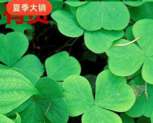 幸运草种植的步骤和注意事项？