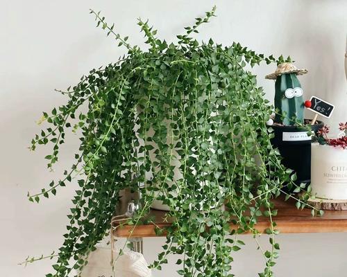 藤蔓花有多少种？藤蔓花品种的种植技巧是什么？