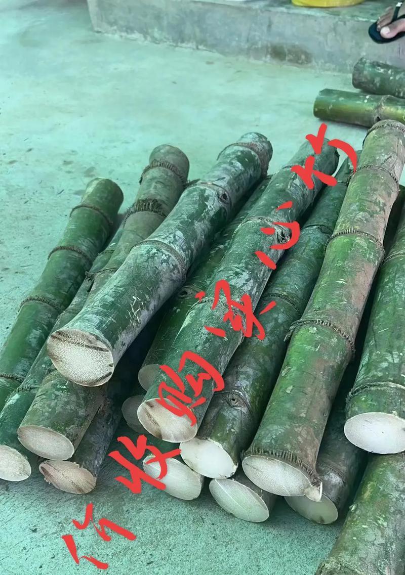 实心竹子有哪些品种？实心竹子品种特点是什么？