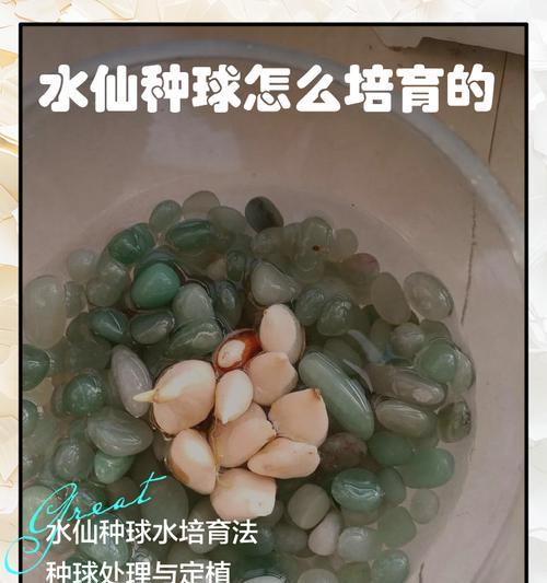 怎么种水仙？水仙花种植的步骤和技巧是什么？