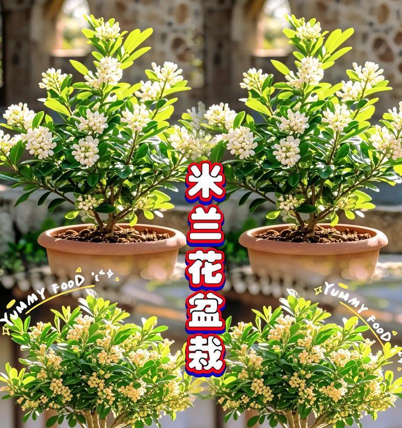 米兰盆栽养殖方法是什么？