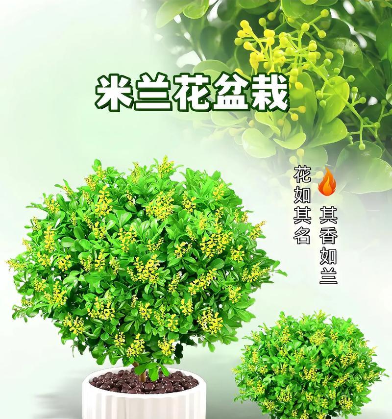 米兰盆栽养殖方法是什么？