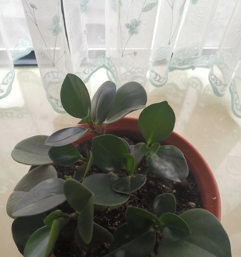 豆瓣绿繁殖的简单方法是什么？豆瓣绿如何快速繁殖？