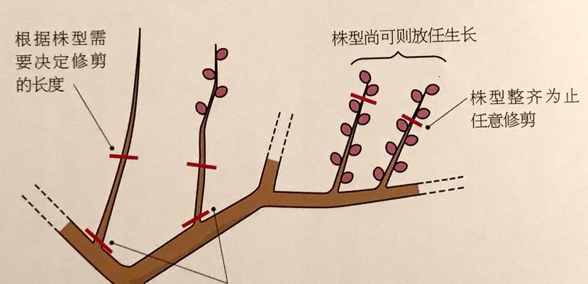 火棘修剪的最佳时机和方法是什么？如何修剪才能促进生长？