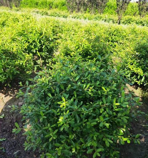 火棘修剪的最佳时机和方法是什么？如何修剪才能促进生长？