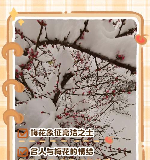 梅花属于什么植物？它在中国文化中象征着什么？