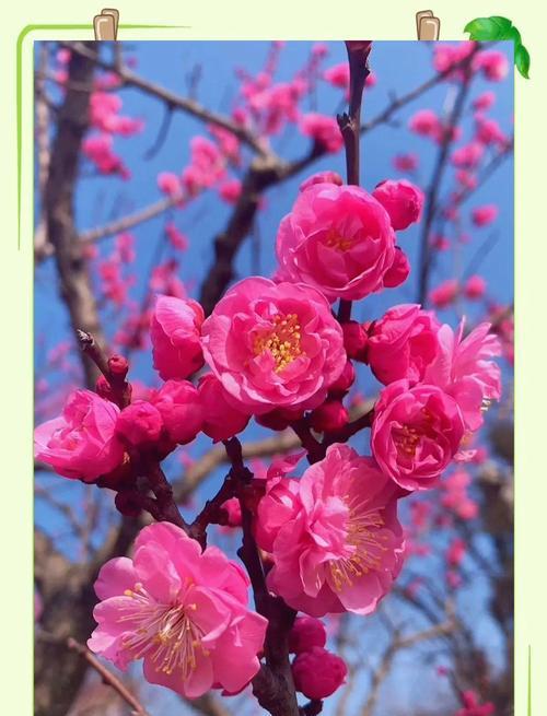 梅花属于什么植物？它在中国文化中象征着什么？