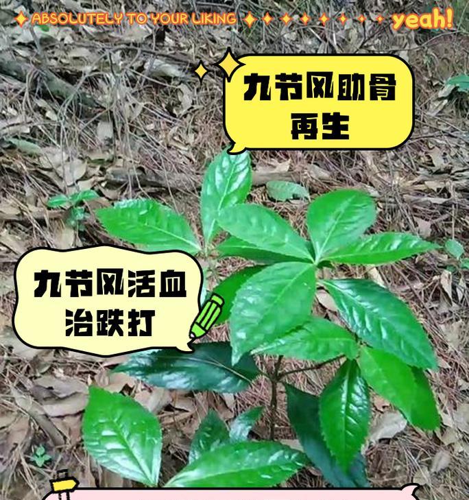 九节兰的养殖技巧和常见问题？